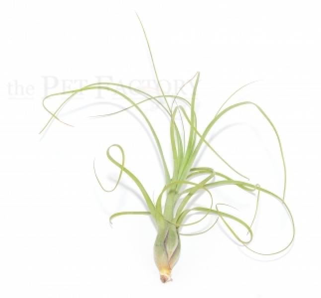 Tillandsia balbisiana